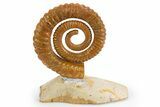 Early Devonian Ammonite (Anetoceras) - Tazarine, Morocco #300406-3